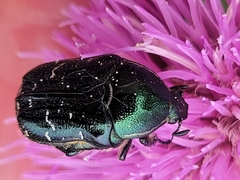 Euphoria sepulcralis