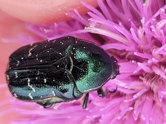 Euphoria sepulcralis