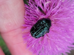 Euphoria sepulcralis