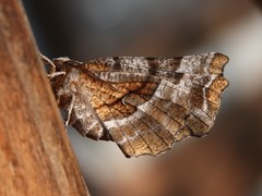 Selenia alciphearia