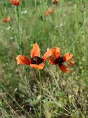 Papaver argemone