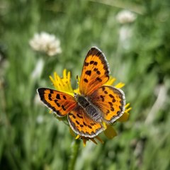 Lycaena cupreus