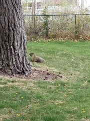 Marmota