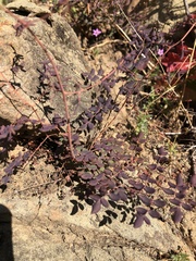 Pellaea andromedifolia