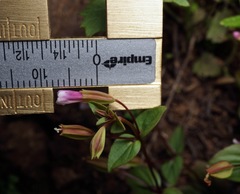 Erythranthe inconspicua