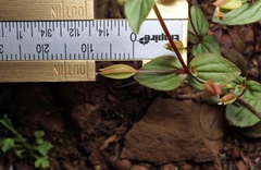Erythranthe inconspicua