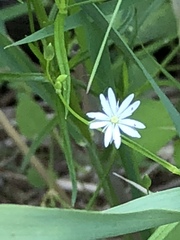 Stellaria longifolia