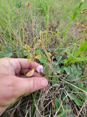 Tephrosia potosina