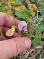 Tephrosia potosina