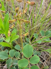 Tephrosia potosina