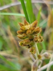Tephrosia potosina