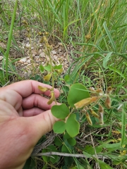 Tephrosia potosina