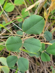 Tephrosia potosina
