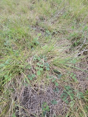 Tephrosia potosina