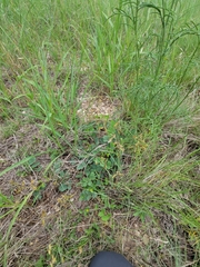 Tephrosia potosina