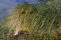 Poa flabellata