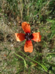 Papaver argemone