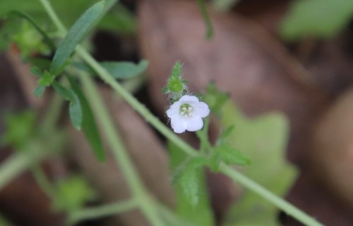 Image of Pholistoma racemosum by (c) Millie Basden, some rights reserved (CC BY)