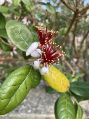 Feijoa