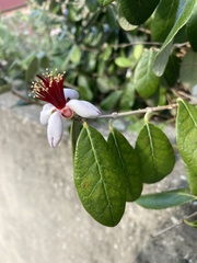 Feijoa