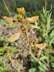 Tephrosia potosina