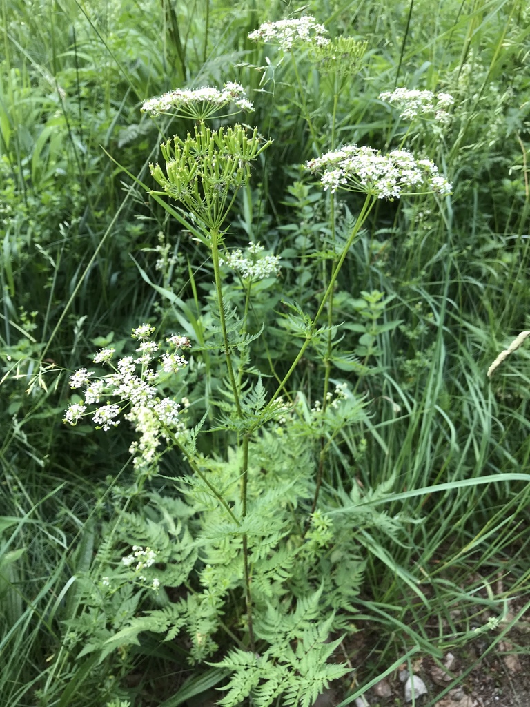 Golden Chervil