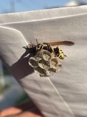 Polistes dominula