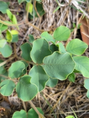 Tephrosia potosina