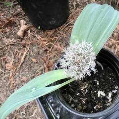 Allium karataviense
