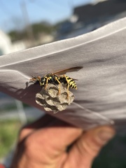 Polistes dominula