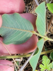Tephrosia potosina