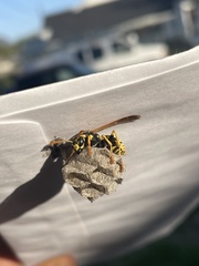 Polistes dominula