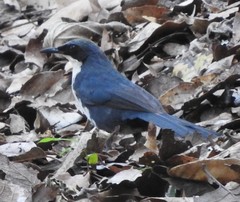 Melanotis hypoleucus