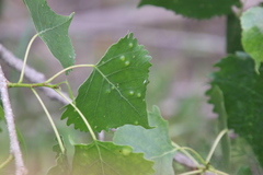 Taphrina populi-salicis