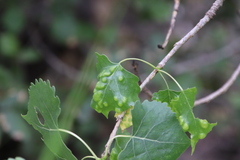 Taphrina populi-salicis