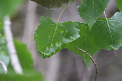 Taphrina populi-salicis