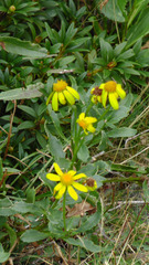 Senecio pyrenaicus