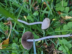 Panaeolus