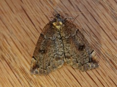 Spodolepis substriataria