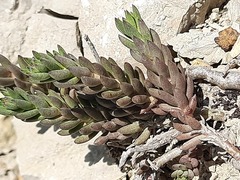 Petrosedum subulatum