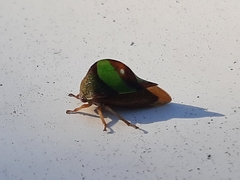 Smilia fasciata