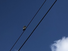 Ictinia mississippiensis