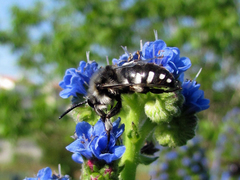 Melecta albifrons