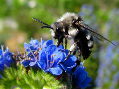 Melecta albifrons