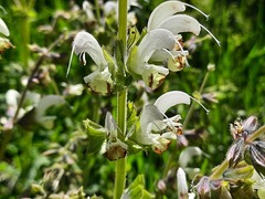 Salvia verbascifolia