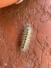 Acronicta
