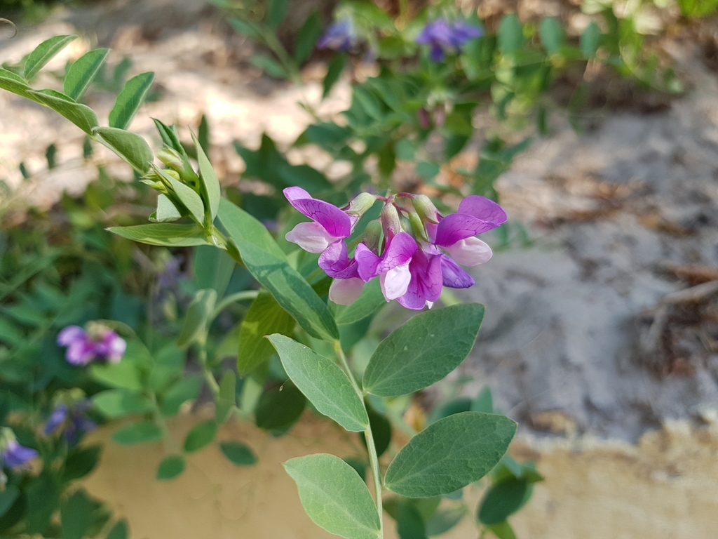 Lathyrus Japonicus Maritimus Beach Pea Pfaf Plant Database – RLRHQI
