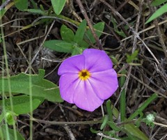 Phlox roemeriana