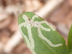 Phytomyza aprilina
