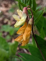 Lathyrus laevigatus